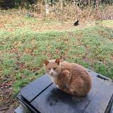 Foto del gato perdido en Franqueville St Pierre