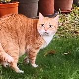 Foto del gato perdido en Auxerre