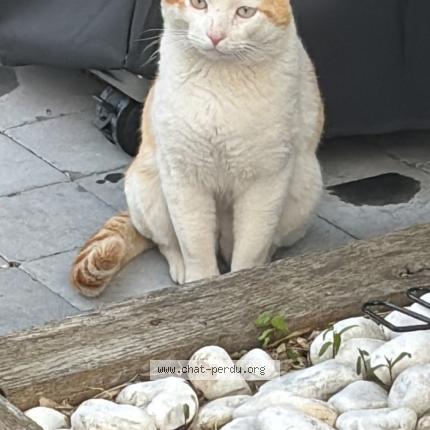Foto 1/1 Sp&eacute;culos Chat perdido en Montpellier