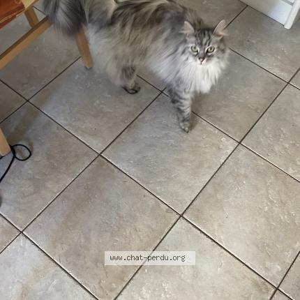 Foto 1/1 Gato encontrado Encontrado en La chapelle st aubin