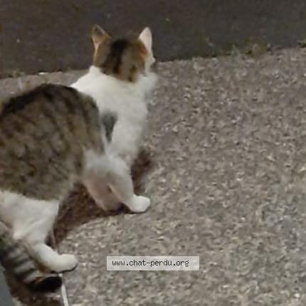 Foto 1/1 Titi Chat perdido en Garges les gonesse