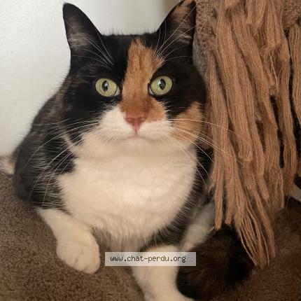 Foto 1/1 Tricie Chat perdido en Saint firmin des bois