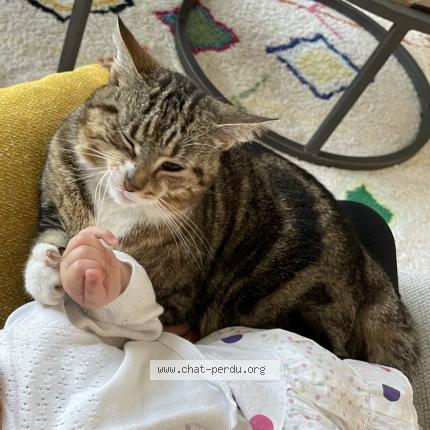 Foto 1/1 Pomponette Chat perdido en Aire sur adour