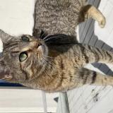 Foto del gato perdido en Bruz