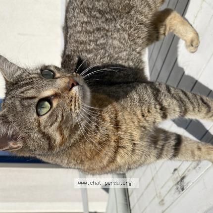 Foto 1/1 Seiya Chat perdido en Bruz