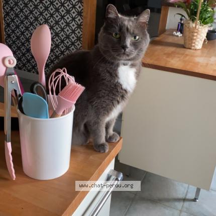 Foto 1/1 Hina Chat perdido en Le molay littry