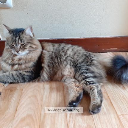 Foto 1/1 Sunny Chat perdido en Chatellerault