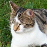 Foto del gato perdido en Massongy