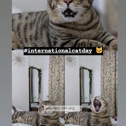 Foto 1/1 Lucky - Chat perdido en Kanpur