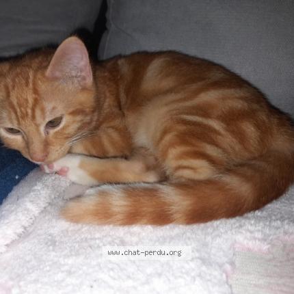Foto 1/1 Caramel Chat perdido en Royan