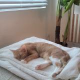 Foto del gato perdido en Marlioz