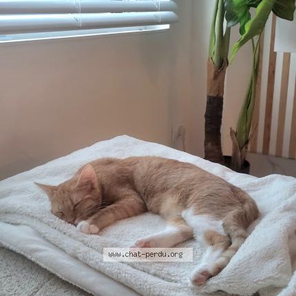 Foto 1/1 Akina Chat perdido en Marlioz