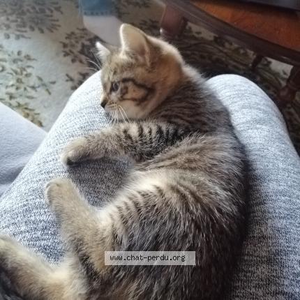 Foto 1/1 P'tit Mimi Chat perdido en St brice en cogles