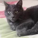 Foto del gato perdido en Beaumont