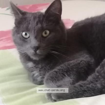 Foto 1/1 Grisou Chat perdido en Beaumont