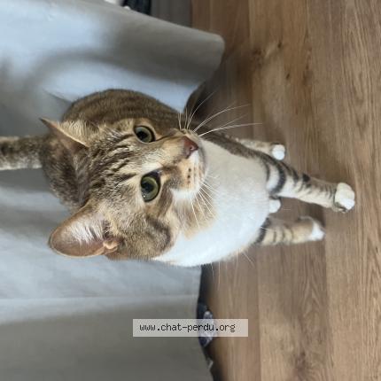 Foto 1/1 Gato encontrado Encontrado en Angers