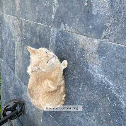 Foto 1/2 Gato encontrado Encontrado en Tourcoing