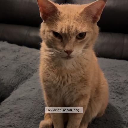 Foto 2/2 Gato encontrado Encontrado en Tourcoing