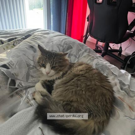 Foto 1/1 Ben Chat perdido en La ferte beauharnais