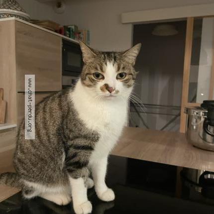 Foto 1/1 Rio Chat perdido en Vulbens