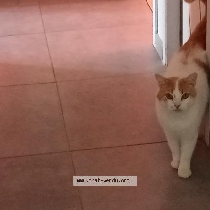 Foto 1/1 Crousty Chat perdido en Saint sulpice la pointe