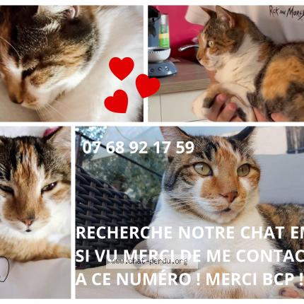 Foto 1/1 EMY Chat perdido en Opio