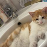 Foto del gato perdido en Toulouse