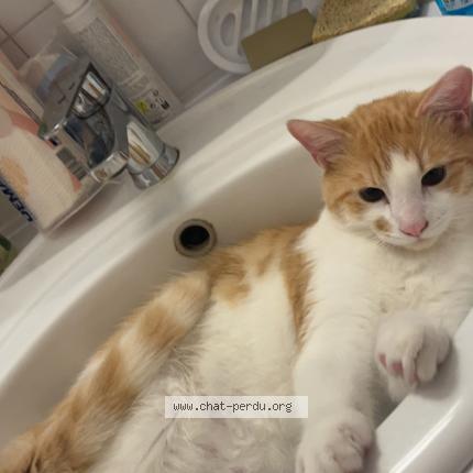 Foto 1/1 Luffy Chat perdido en Toulouse