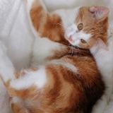 Foto del gato perdido en Maignelay Montigny