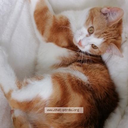 Foto 1/1 Djongo Chat perdido en Maignelay montigny