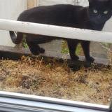 Foto de gato encontrado en Brunoy