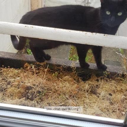 Foto 1/4 Gato encontrado Encontrado en Brunoy