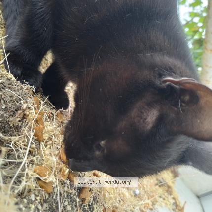 Foto 2/4 Gato encontrado Encontrado en Brunoy
