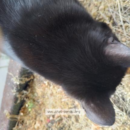 Foto 3/4 Gato encontrado Encontrado en Brunoy