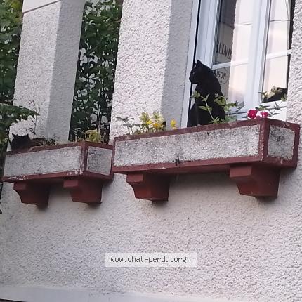 Foto 4/4 Gato encontrado Encontrado en Brunoy