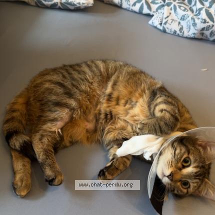 Foto 1/1 Mia Chat perdido en Bussigny