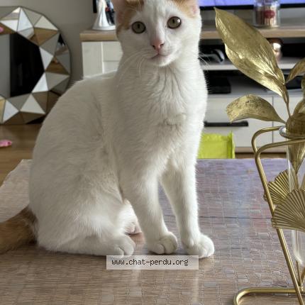 Foto 1/1 Titoune Chat perdido en Dreux