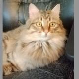 Foto del gato perdido en Epouville