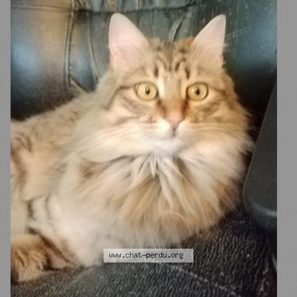 Foto 1/1 Onyx Chat perdido en Epouville