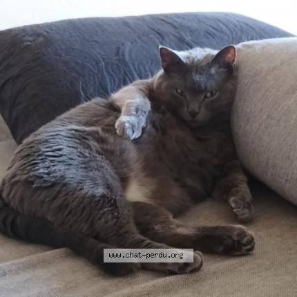 Foto 1/1 PINOU Chat perdido en Clermon ferrand