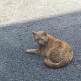 Foto del gato perdido en Mouscron