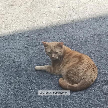 Foto 1/1 Gato encontrado Perdido en Mouscron