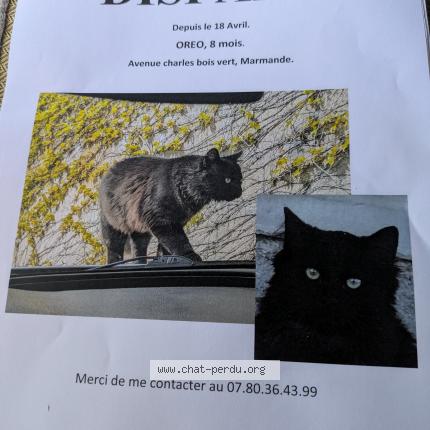 Foto 1/1 Oreo Chat perdido en Marmande