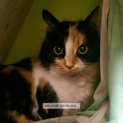 Foto 1/1 Gato encontrado Perdido en Allan