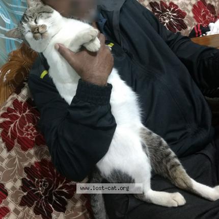 Foto 1/1 Teetu Chat perdido en Coonoor