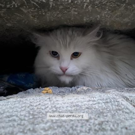 Foto 1/1 Gato encontrado Encontrado en Grenoble