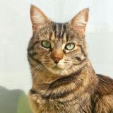 Foto del gato perdido en La Bruffiere