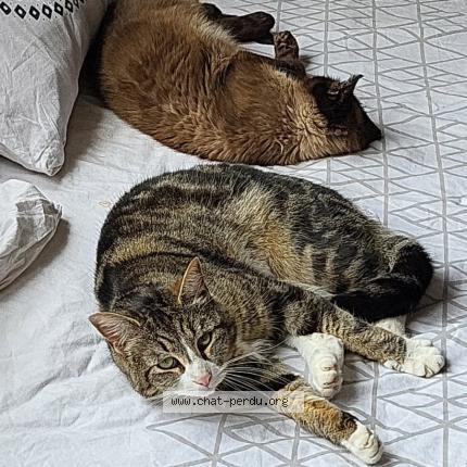 Foto 1/1 Royale Chat perdido en Tourcoing