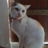 Foto del gato perdido en Royan