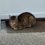 Foto del gato perdido en Noailles